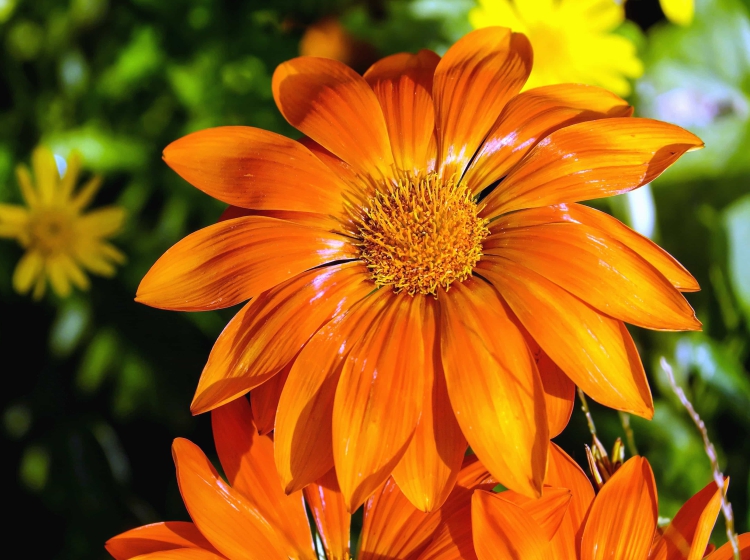 Capa Flora