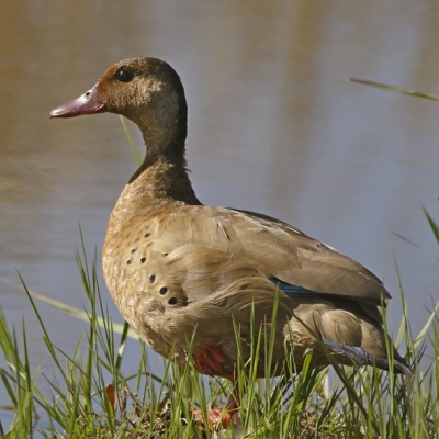 Amazonetta brasiliensis