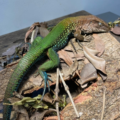 Ameiva ameiva