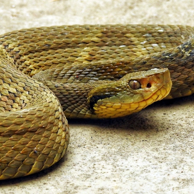 Bothrops jararaca