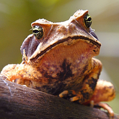 Bufo crucifer