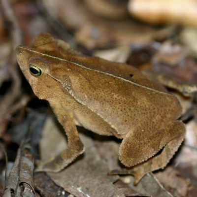 Bufo typhonius