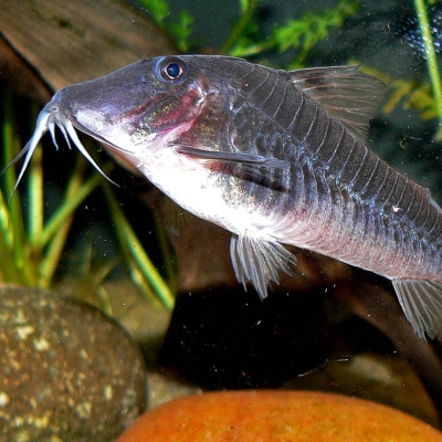 Callichthyidae