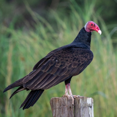 Cathartes aura