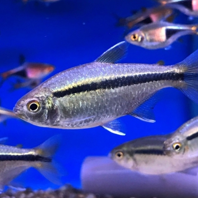 Characidae