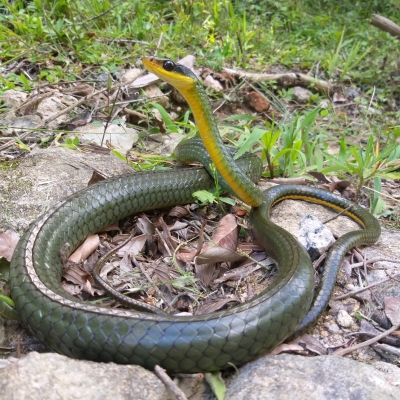 Chironius bicarinatus