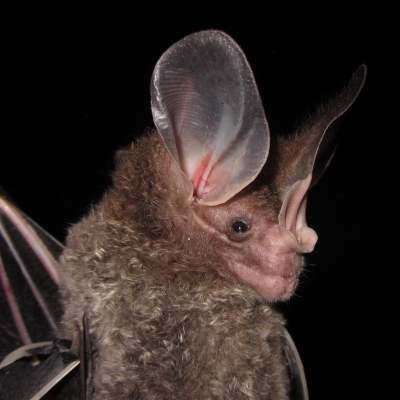 Chrotopterus auritus