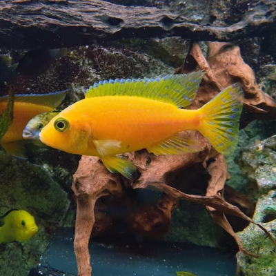 Cichlidae
