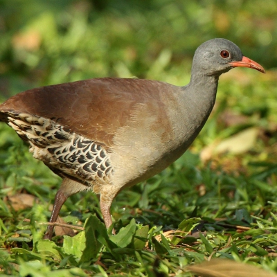 Crypturellus tataupa