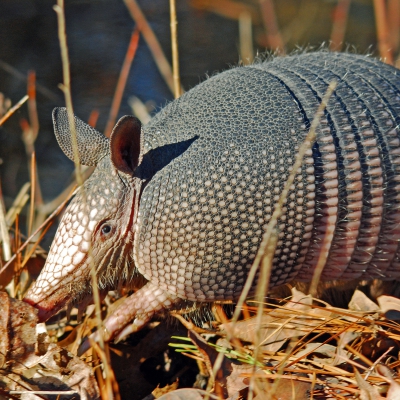 Dasypus novemcinctus