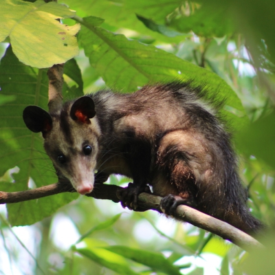 Didelphis marsupialis