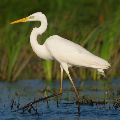 Egretta alba