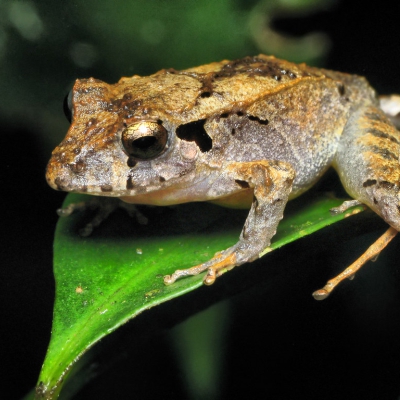 Eleutherodactylus guentheri