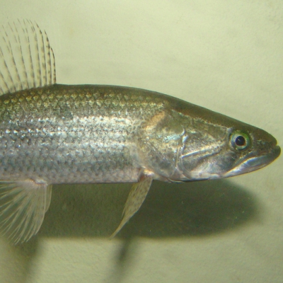 Erythrinidae
