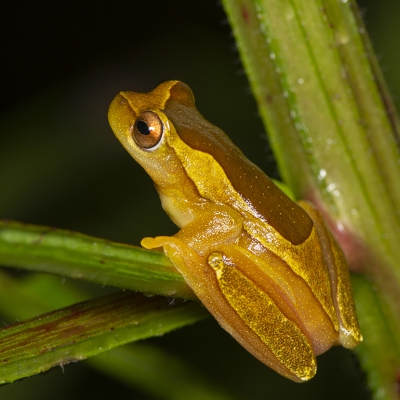 Hyla elegans