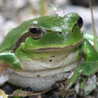 Hyla multilineata
