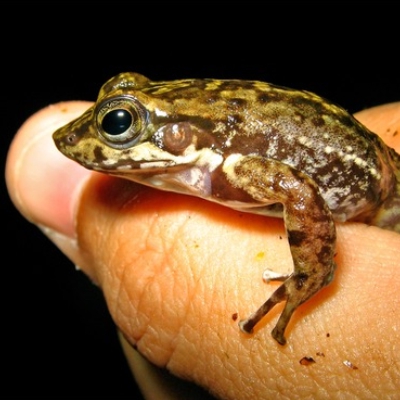 Hylodes perplicatus