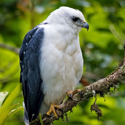 Leucopternis polionota