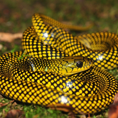 Liophis miliaris