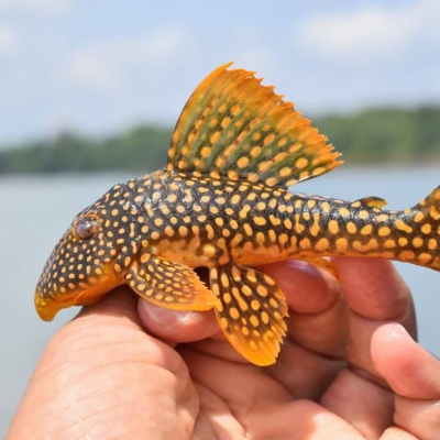 Loricariidae