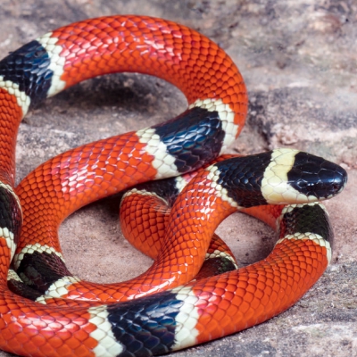 Micrurus corallinus