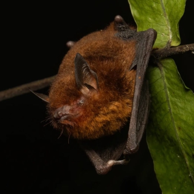Myotis ruber