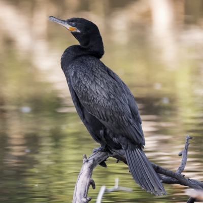 Phalacrocorax olivaceus