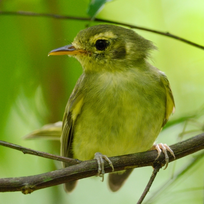 Phylloscartes oustaleti