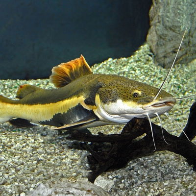 Pimelodidae