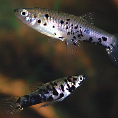 Poeciliidae
