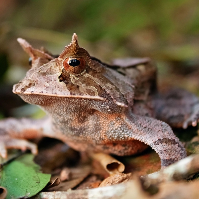 Proceratophrys boiei
