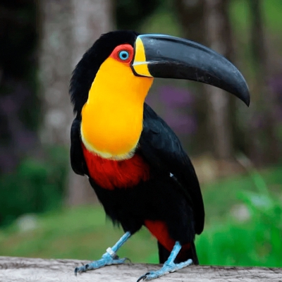 Ramphastos vitellinus