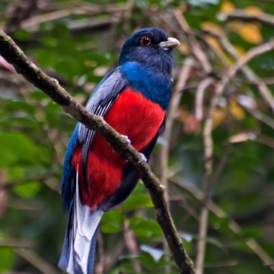 Trogon surrucura