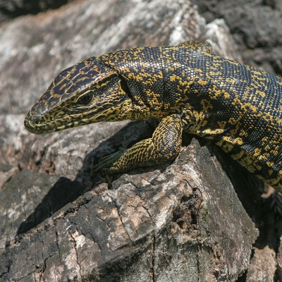 Tupinambis teguixin