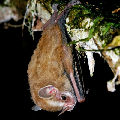 Vampyressa pusilla