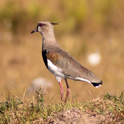 Vanellus chilensis